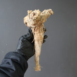 【ベアルート】 A.アクレアータ 89