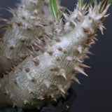 【plants greed】P.ホロンベンセ（実生）EC2397