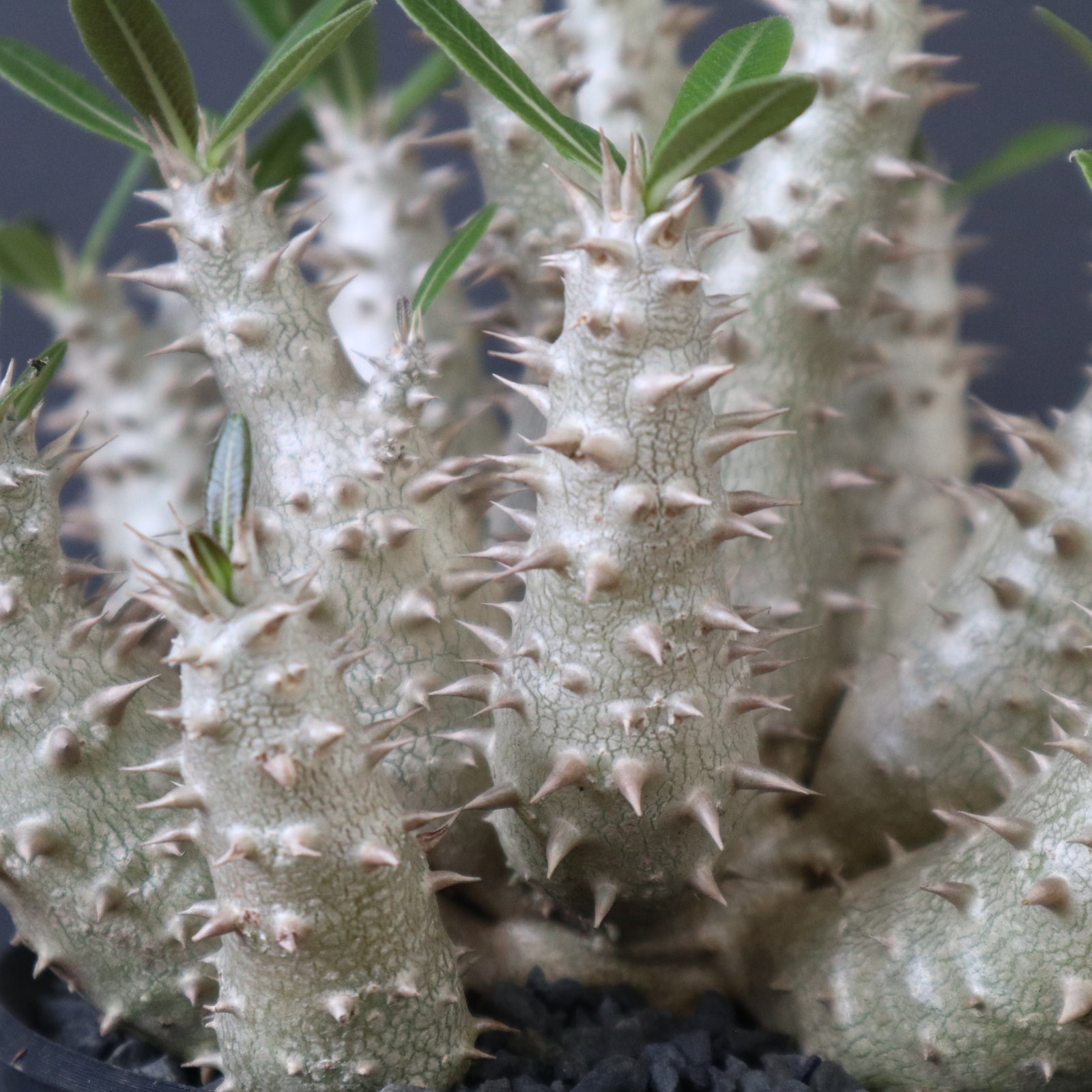 plants greed】P.ホロンベンセ（実生）EC2397 – TaiShoDo ONLINE SHOP