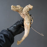 【ベアルート】 A.アクレアータ 89