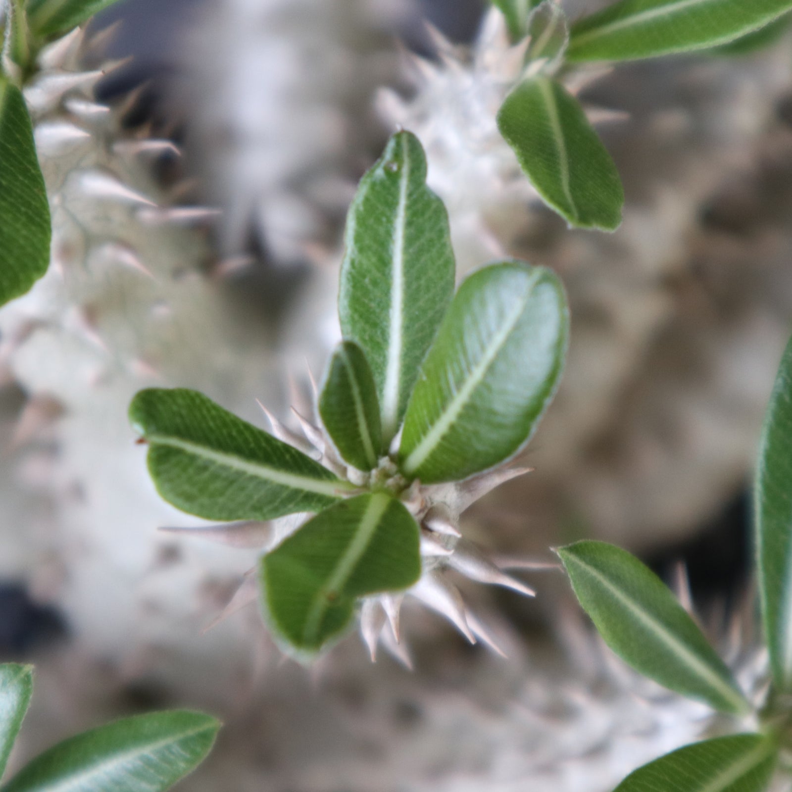 plants greed】P.ホロンベンセ（実生）EC2397 – TaiShoDo ONLINE SHOP