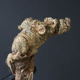 【ベアルート】 A.アクレアータ 89