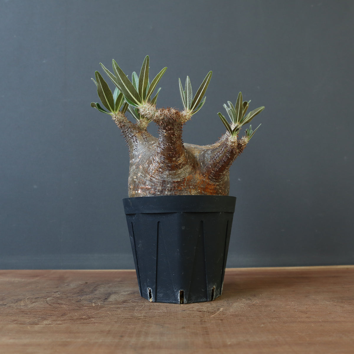 【綴化】パキポディウム　グラキリス３ パキポディウム：グラキリス 綴化 3号鉢24-02 の通販 | 園芸ネット