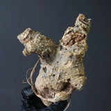 【ベアルート】 A.アクレアータ 89