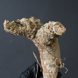 【ベアルート】 A.アクレアータ 89