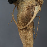 【ベアルート】 A.アクレアータ 89