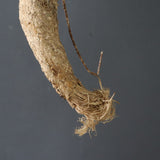 【ベアルート】 A.アクレアータ 89