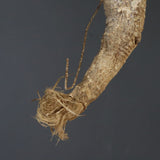 【ベアルート】 A.アクレアータ 89