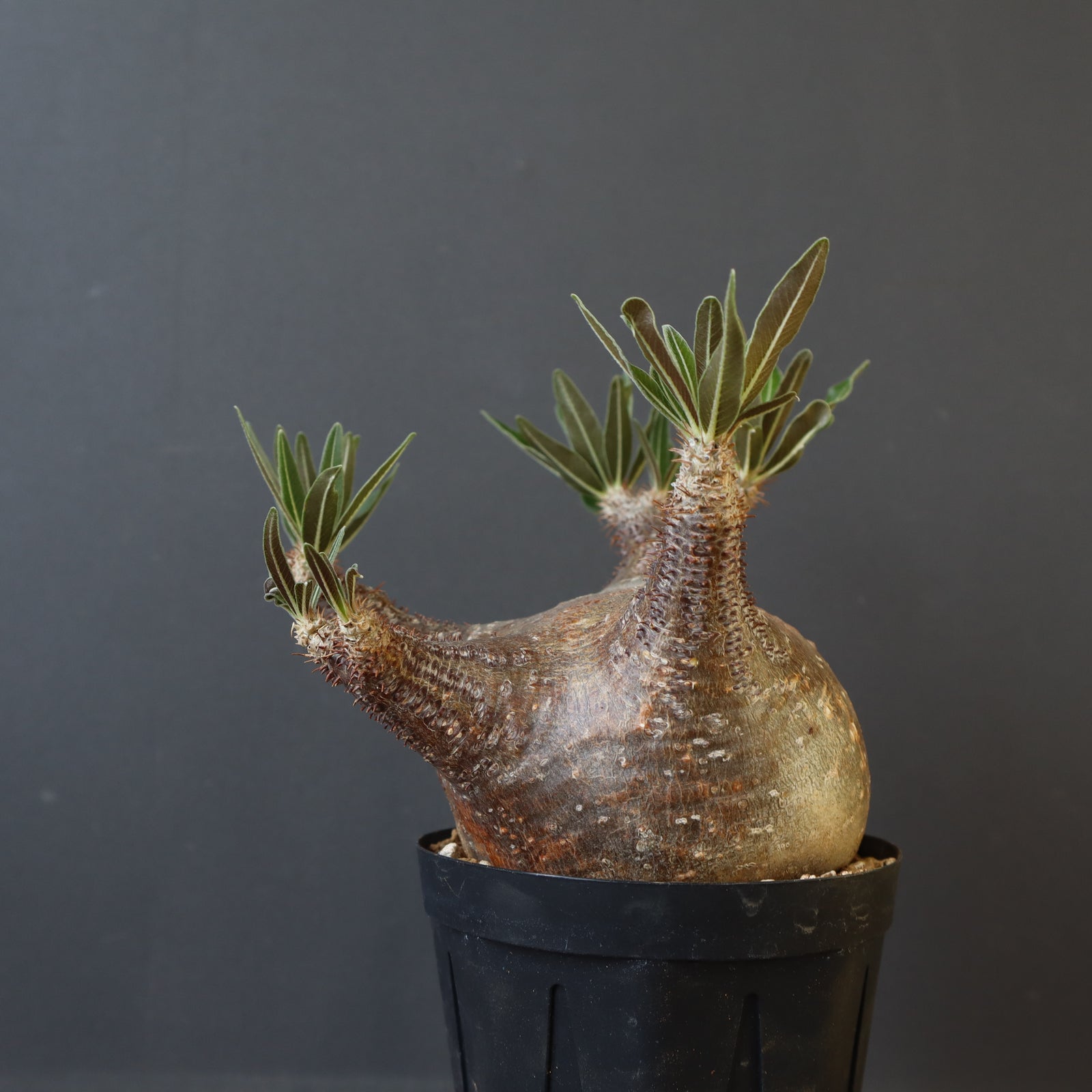 【最終値下げ】パキポディウム グラキリス　(綴化気味) パキポディウム：グラキリス 綴化 3号鉢24-01 の通販 | 園芸ネット