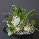 【plants greed】P.エブレネウム EC2398