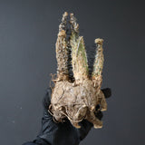 【ベアルート】 A.アクレアータ 86