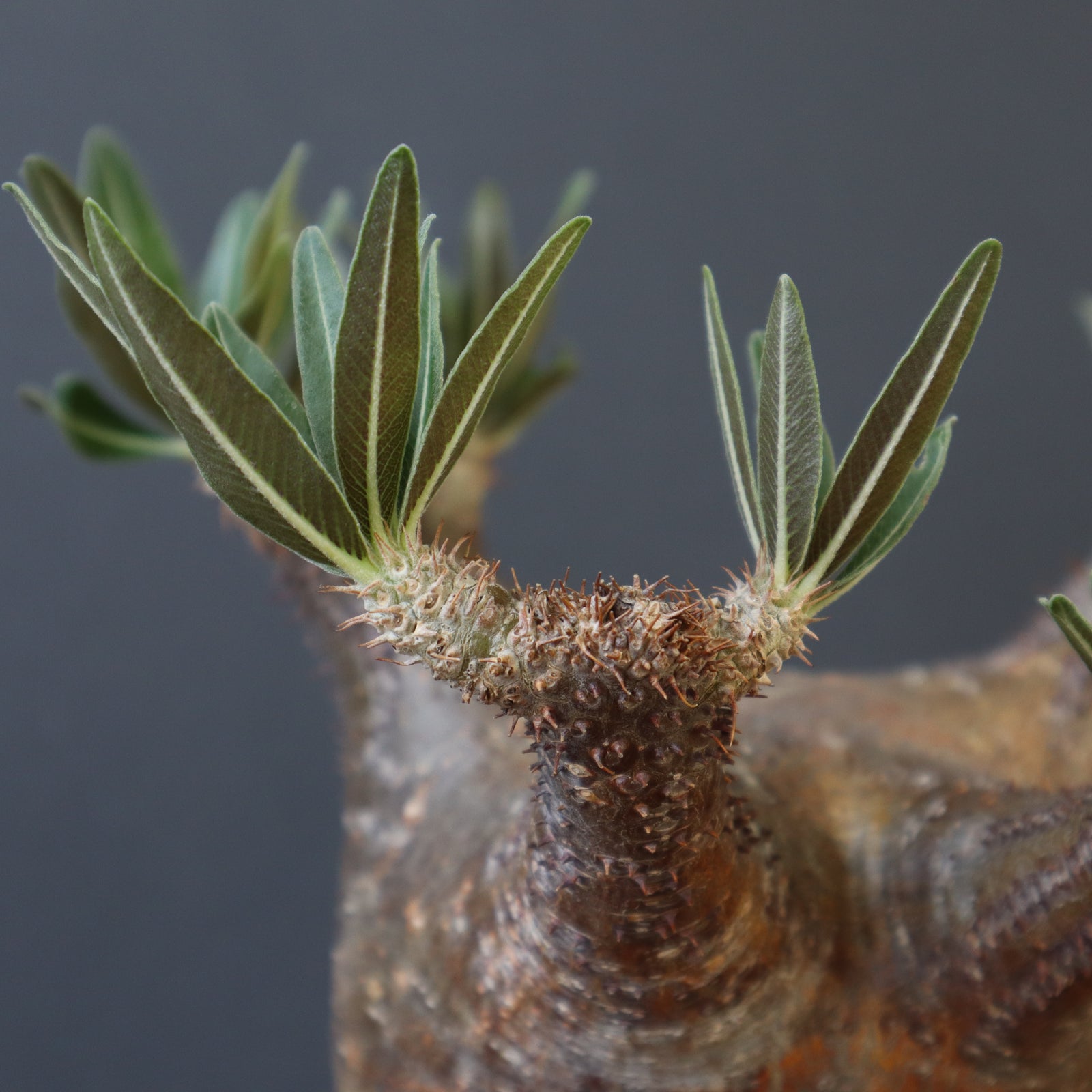 P.グラキリス1244【綴化】 – TaiShoDo ONLINE SHOP