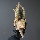 【ベアルート】 A.アクレアータ 86