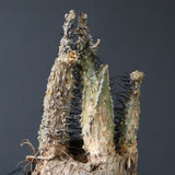 【ベアルート】 A.アクレアータ 86