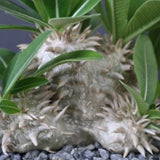 【plants greed】P.エブレネウム EC2398
