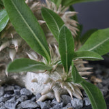 【plants greed】P.エブレネウム EC2398