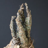 【ベアルート】 A.アクレアータ 86