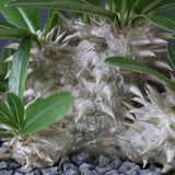 【plants greed】P.エブレネウム EC2398