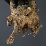 【ベアルート】 A.アクレアータ 86