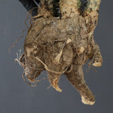 【ベアルート】 A.アクレアータ 86