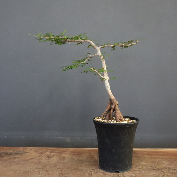 O.パキプス (実生) 871