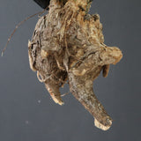 【ベアルート】 A.アクレアータ 86