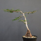 O.パキプス (実生) 871