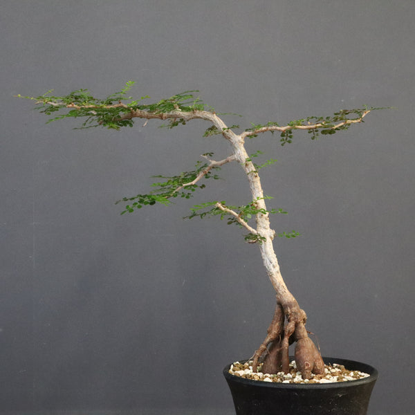 O.パキプス (実生) 871