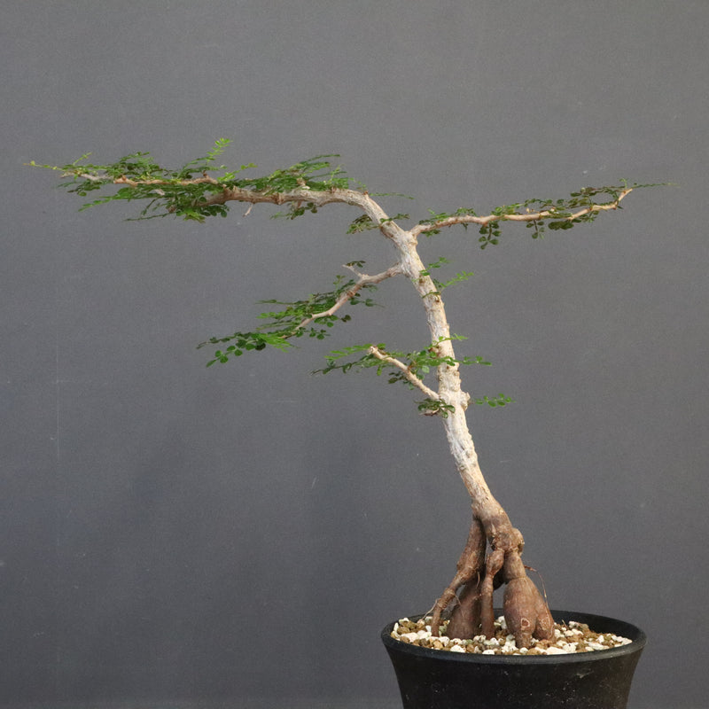 O.パキプス (実生) 871