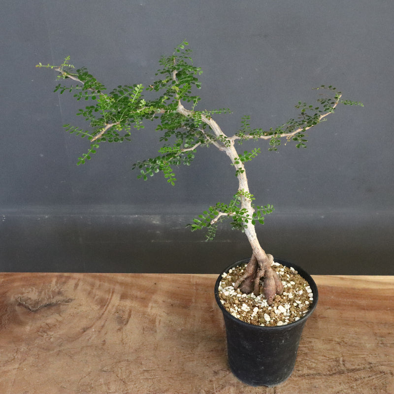 O.パキプス (実生) 871