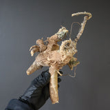 【ベアルート】 A.アクレアータ 85