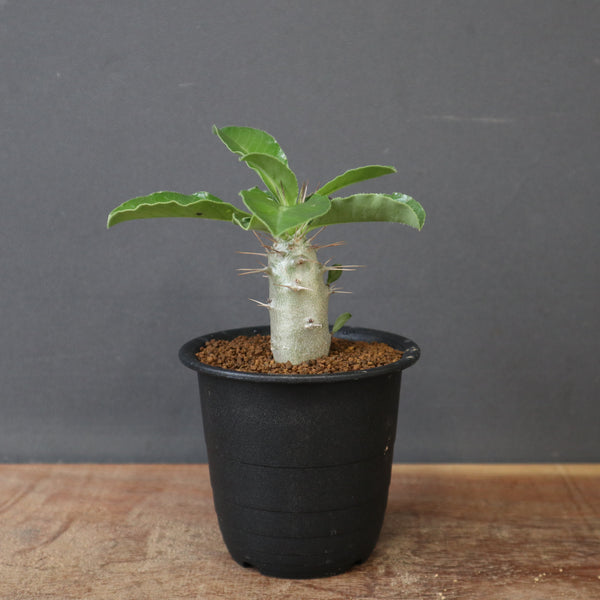 P.サンデルシー（実生）EC3279 – TaiShoDo ONLINE SHOP