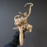 【ベアルート】 A.アクレアータ 85