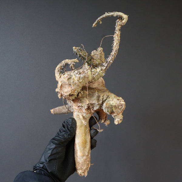 TaiShoDo ONLINE SHOP 塊根植物 多肉植物通販