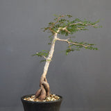 O.パキプス (実生) 871