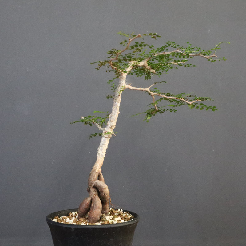 O.パキプス (実生) 871