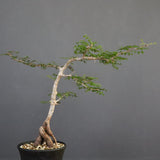 O.パキプス (実生) 871