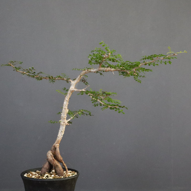 O.パキプス (実生) 871