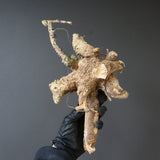 【ベアルート】 A.アクレアータ 85