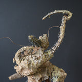 【ベアルート】 A.アクレアータ 85