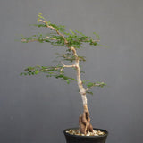 O.パキプス (実生) 871