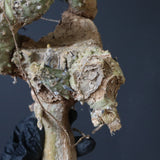 【ベアルート】 A.アクレアータ 85