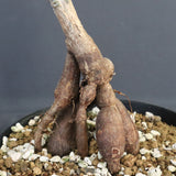 O.パキプス (実生) 871