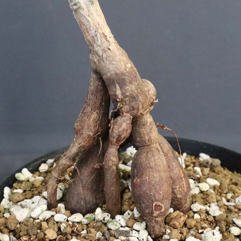 O.パキプス (実生) 871