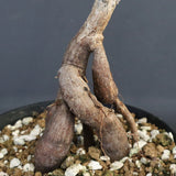 O.パキプス (実生) 871