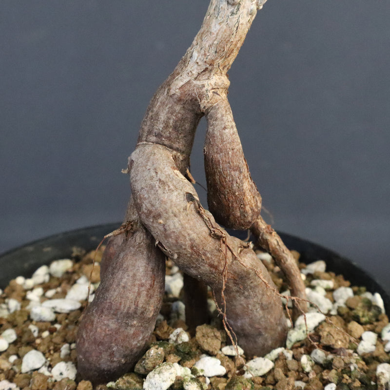 O.パキプス (実生) 871