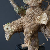 【ベアルート】 A.アクレアータ 85