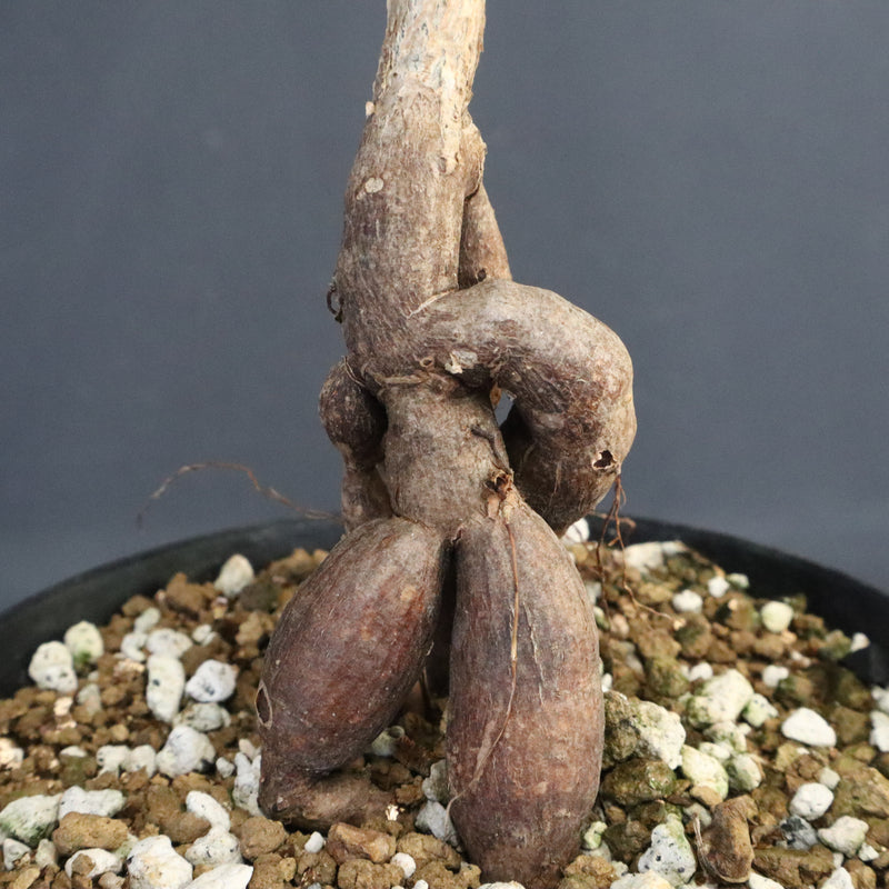 O.パキプス (実生) 871