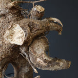 【ベアルート】 A.アクレアータ 85