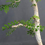 O.パキプス (実生) 871